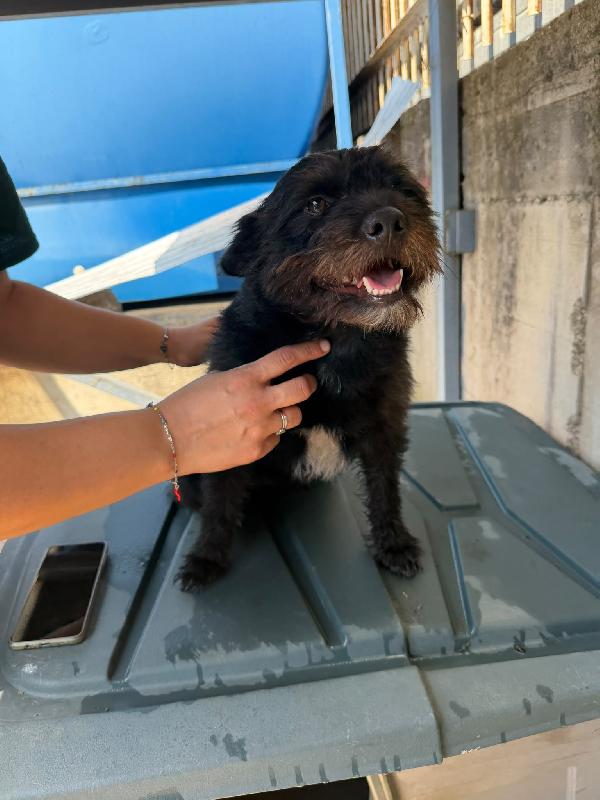 CASH - cagnolino di 15 mesi - taglia piccola Foto 2
